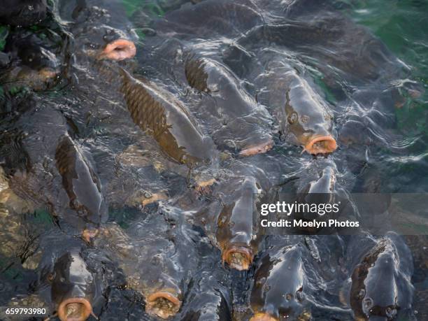 carp pool lane-lake mead - carp fotografías e imágenes de stock