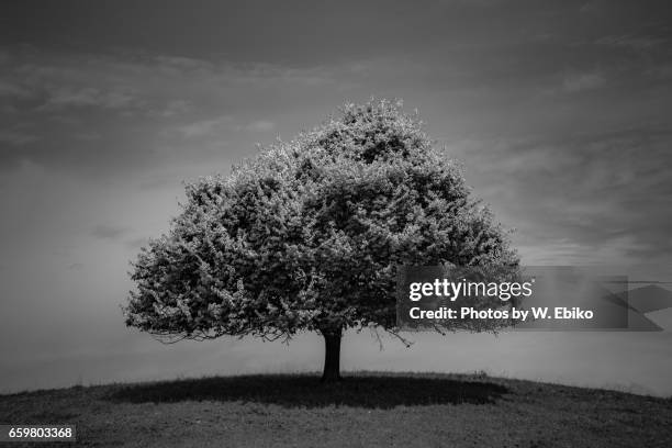 a tree in black and white - ニュージーランド stock-fotos und bilder