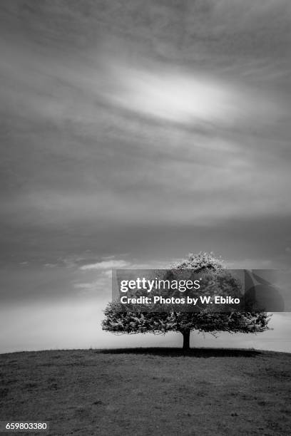 a tree in black and white - 郊外 fotografías e imágenes de stock