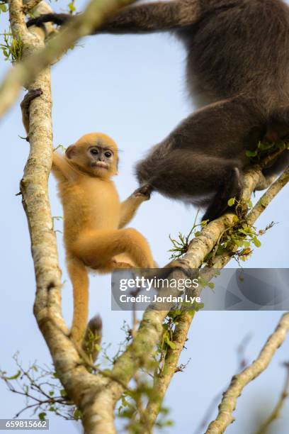 young dusky leaf monkey - dusky leaf monkey stock pictures, royalty-free photos & images