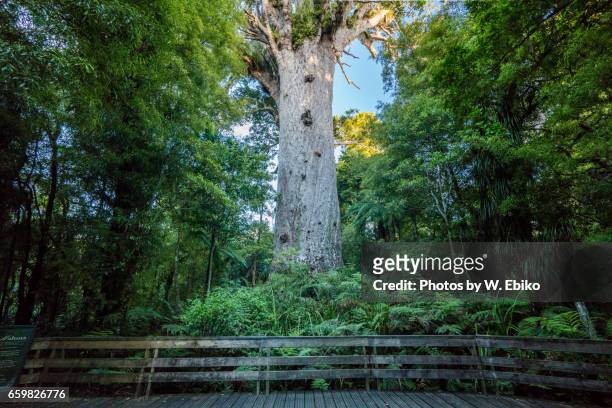 kauri tree - ニュージーランド stock-fotos und bilder