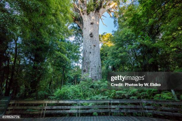 kauri tree - ワイポウア ストックフォトと画像