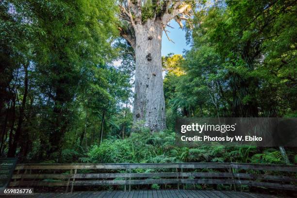 kauri tree - waipoua forest stock pictures, royalty-free photos & images