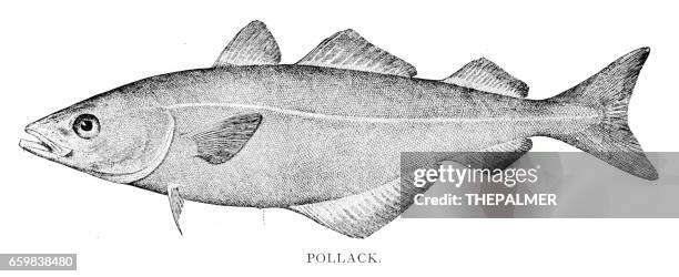 ilustraciones, imágenes clip art, dibujos animados e iconos de stock de pescado pollock grabado 1898 - pollock