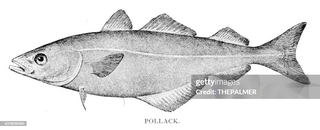 Pollock fish engraving 1898