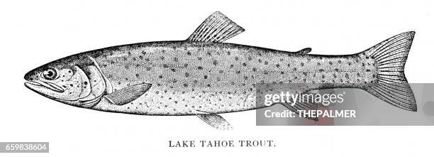 lake tahoe trout engraving 1898 - trout stock illustrations
