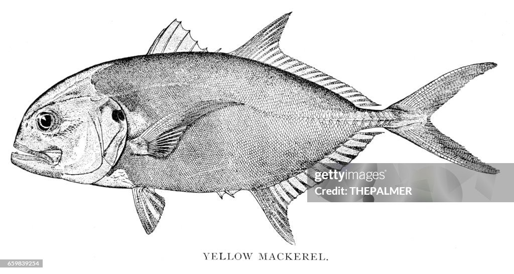 Yellow mackerel engraving 1898