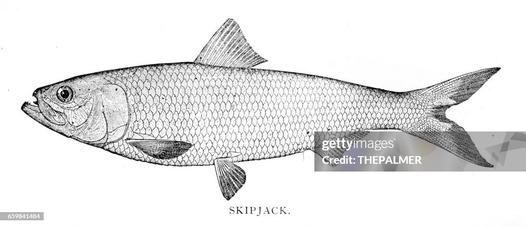 Skipjack engraving 1898