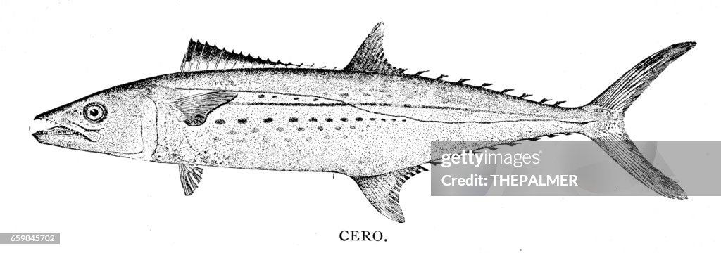 Cero fish engraving 1898