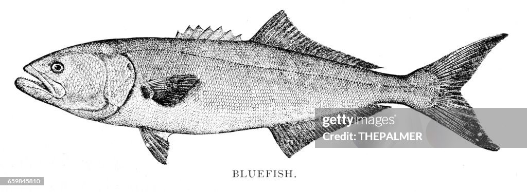 Bluefish engraving 1898