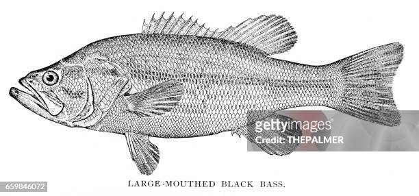 127 Bass Fish Drawing Stock Photos, High-Res Pictures, and Images - Getty  Images