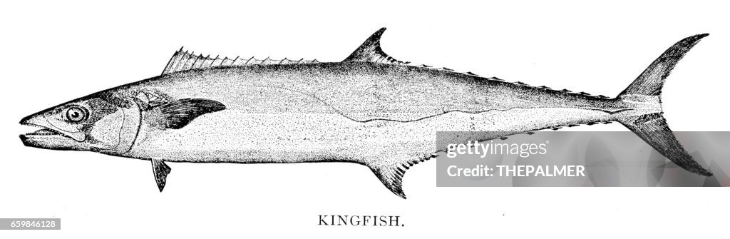 Kingfish engraving 1898
