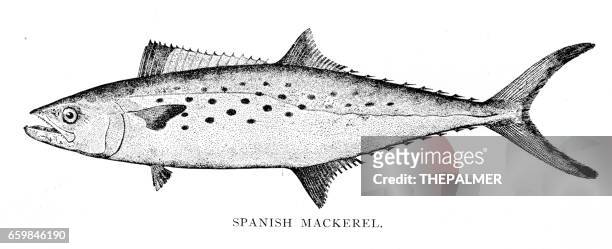 spanish mackerel engraving 1898 - mackerel stock illustrations