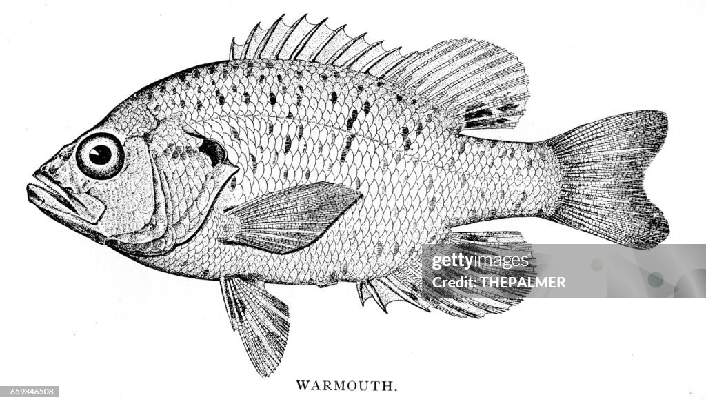 Warmouth Fish Engraving 1898 High-Res Vector Graphic - Getty Images