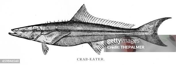 crab- eater fish engraving 1898 - zebrafish stock illustrations