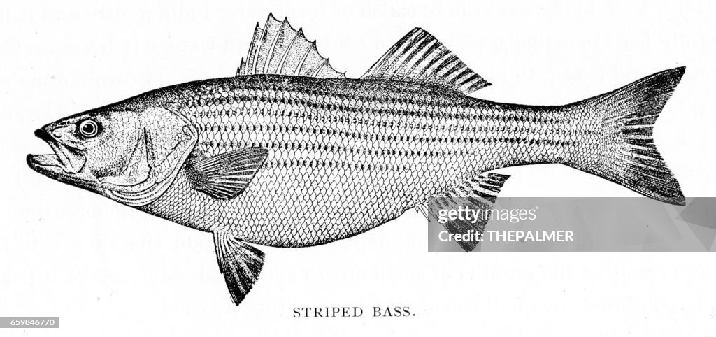 Stripped bass engraving 1898
