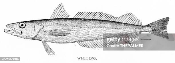 whiting engraving 1898 - white fish stock illustrations