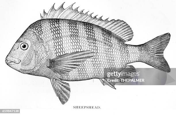 sheepshead engraving 1898 - sparidae stock illustrations