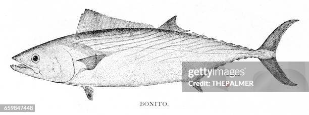 ilustraciones, imágenes clip art, dibujos animados e iconos de stock de bonito grabado de peces 1898 - bonito del norte