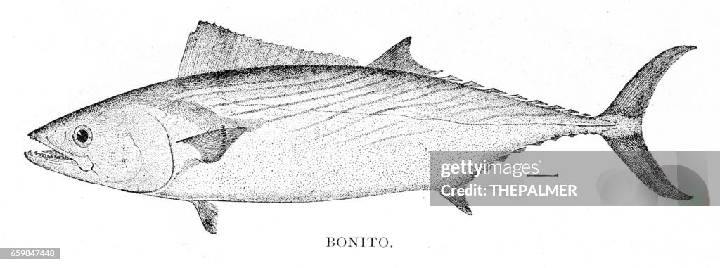 Bonito fish engraving 1898