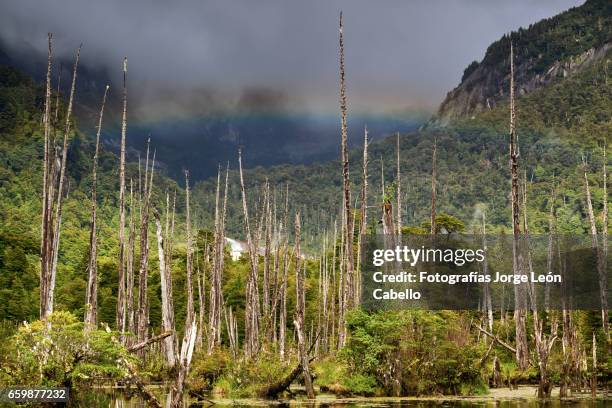 sunked larchs forest of lagoon alerces under morning sunlight with rainbow - cielo dramático stock pictures, royalty-free photos & images