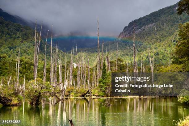 sunked larchs forest of lagoon alerces under morning sunlight with rainbow - tiempo atmosférico stock pictures, royalty-free photos & images