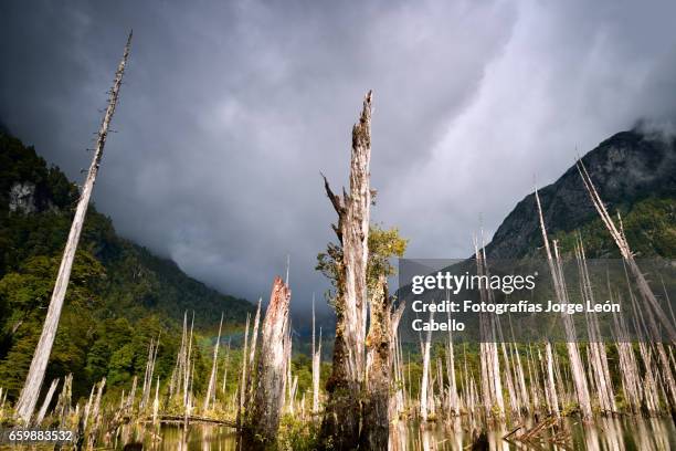 sunked larchs forest of lagoon alerces under morning sunlight - tiempo atmosférico stock pictures, royalty-free photos & images