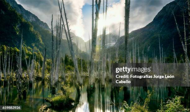 sunked larchs forest of lagoon alerces with mountains and afternoon backlight - espiritualidad stock pictures, royalty-free photos & images