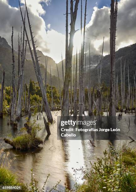 sunked larchs forest of lagoon alerces afternoon backlight longexposition shot. - espiritualidad stockfoto's en -beelden