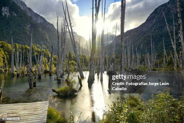 sunked larchs forest of lagoon alerces afternoon backlight longexposition shot. - espiritualidad stockfoto's en -beelden