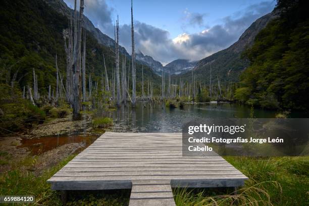 sunked larchs forest of lagoon alerces at end of the day under dramatic sky with patagonian andes. - espiritualidad stock pictures, royalty-free photos & images