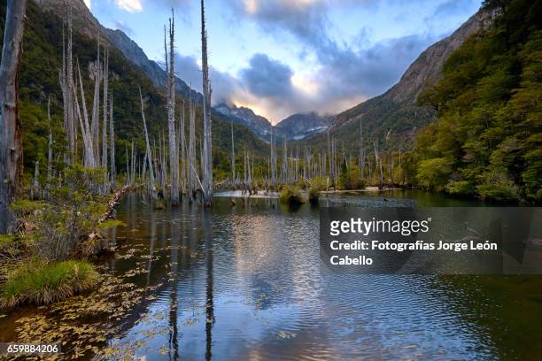 sunked larchs forest of lagoon alerces at end of the day under dramatic sky with patagonian andes. - tiempo atmosférico stockfoto's en -beelden
