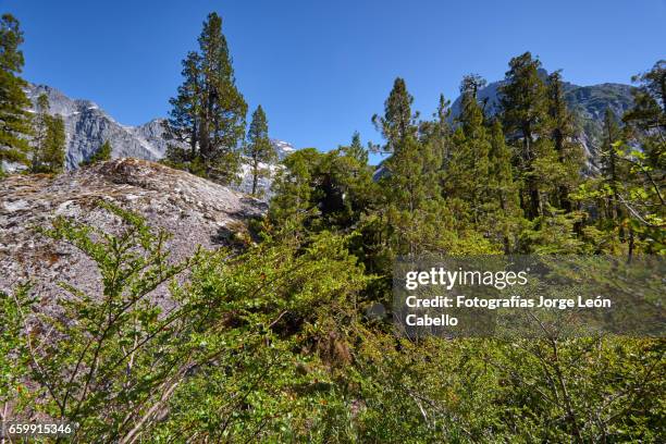 lake quetrus larch forest under clear sky - américa del sur ストックフォトと画像