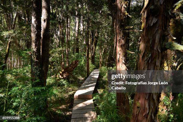 boarwalk in lake quetrus forest area - tiempo atmosférico stockfoto's en -beelden