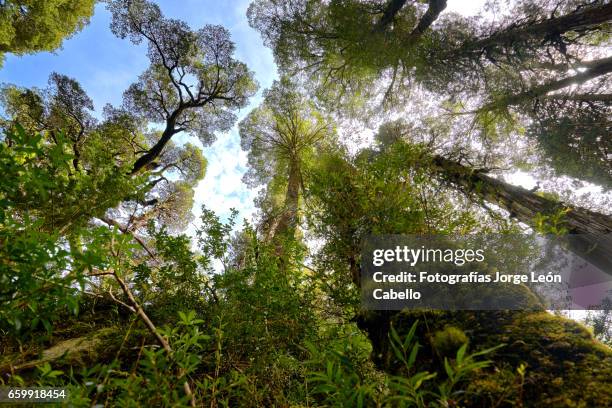 temperated rainforest of lake quetrus area perspective - nublado stock-fotos und bilder