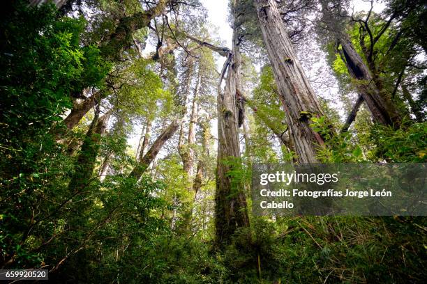 temperated rainforest of lake quetrus area perspective - escena de tranquilidad stock-fotos und bilder