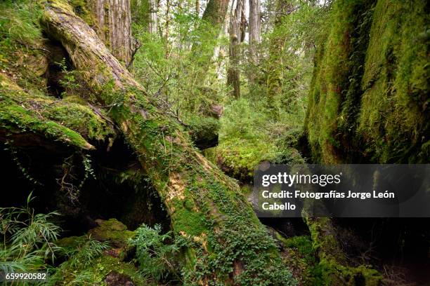 temperated rainforest of lake quetrus area - tiempo atmosférico stockfoto's en -beelden