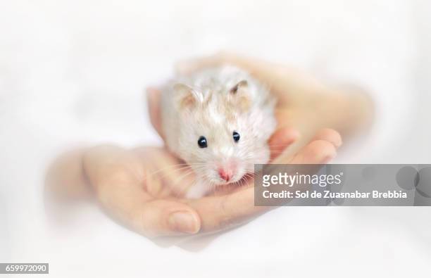 little syrian hamster peeking out of a girl's hands on a white background - mirando a la cámara stockfoto's en -beelden