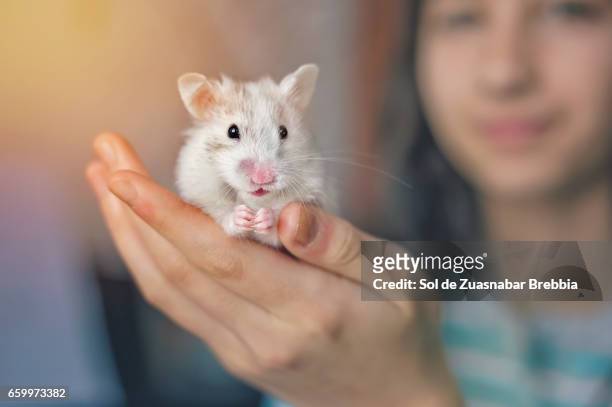 common white hamster held in the hand of a happy little girl - sonreír imagens e fotografias de stock