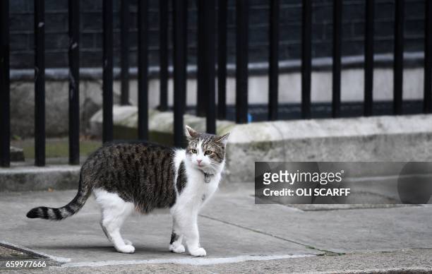 Larry the Downing Street cat, walks outside 10 Downing Street, the official residence of British Prime Minister Theresa May, in central London on...