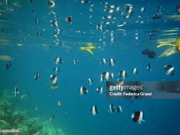 school of black pyramidfish (hemitaurichthys zoster) - pyramid butterflyfish or hemitaurichthys polylepis stockfoto's en -beelden