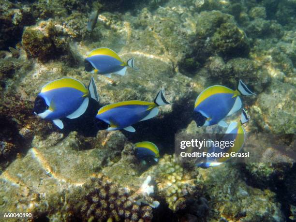 powder blue surgeonfish - powder blue tang stockfoto's en -beelden