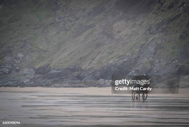 Andy Burgess riding Tonka and Daniel Loe riding La Sofia practice for the forthcoming Aspall Polo on the Beach at Watergate Bay on March 29, 2017 in...