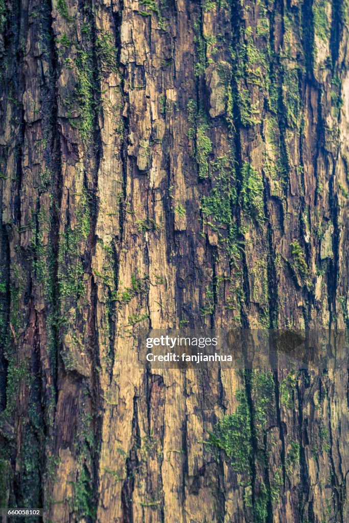 Texture of trunk