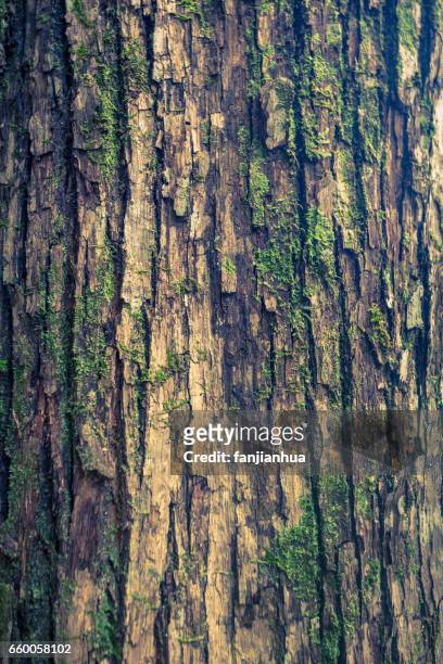 texture of trunk - 樹皮 個照片及圖片檔