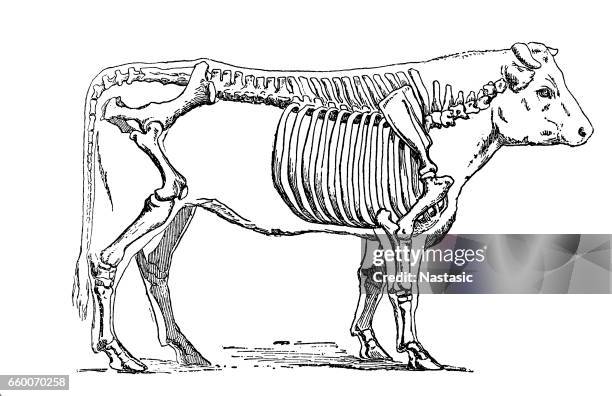 ilustraciones, imágenes clip art, dibujos animados e iconos de stock de esqueleto de ganado - esqueleto de animal
