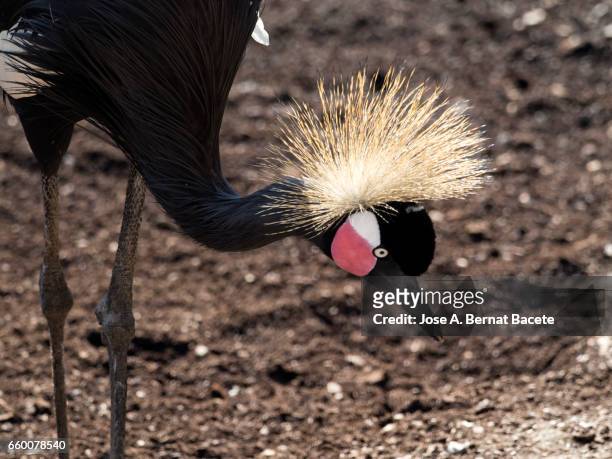 grey crowned crane (balearica regulorum gibbericeps) - animales salvajes stock pictures, royalty-free photos & images