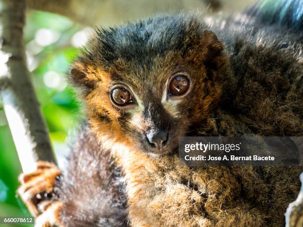 red ruffed lemur eyes close up on a tree. - especie en peligro de extinción stock pictures, royalty-free photos & images
