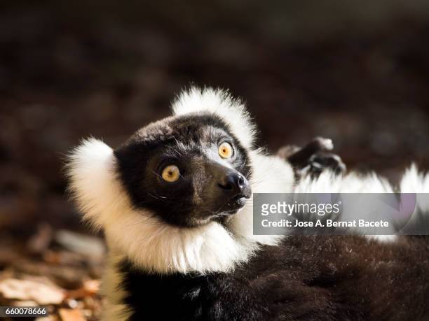 black-and-white ruffed lemur,  (varecia variegata), lying on his back sunbathing - animales salvajes stock pictures, royalty-free photos & images