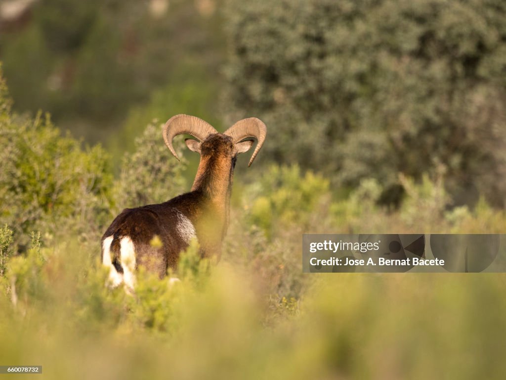 European Mouflon (Ovis orientalis musimon), Spain